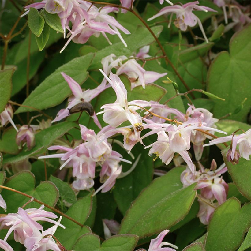 Epimedium grandiflorum Akebono (Floración)