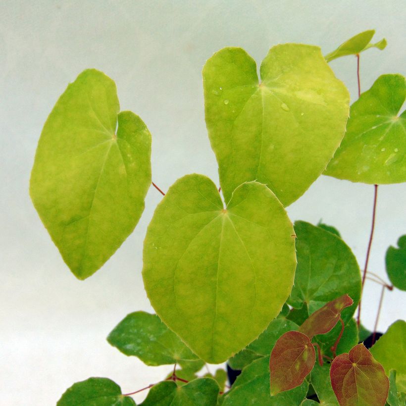 Epimedium grandiflorum Beni-kujaku (Follaje)