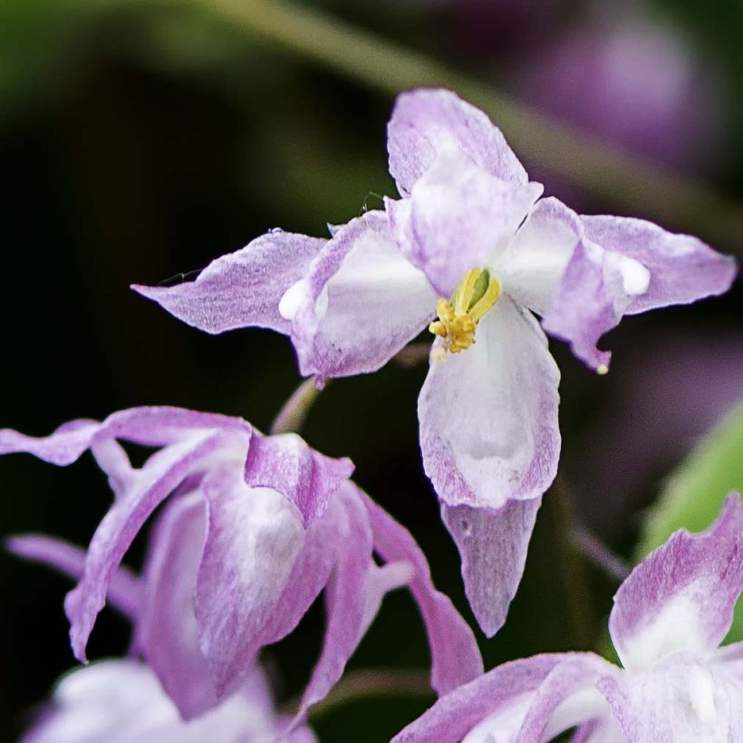 Epimedium grandiflorum Beni-kujaku (Floración)