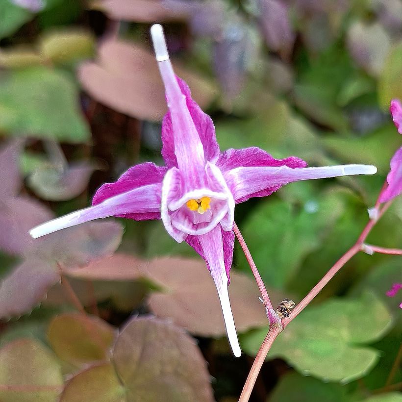 Epimedium grandiflorum Purple Pixie (Floración)