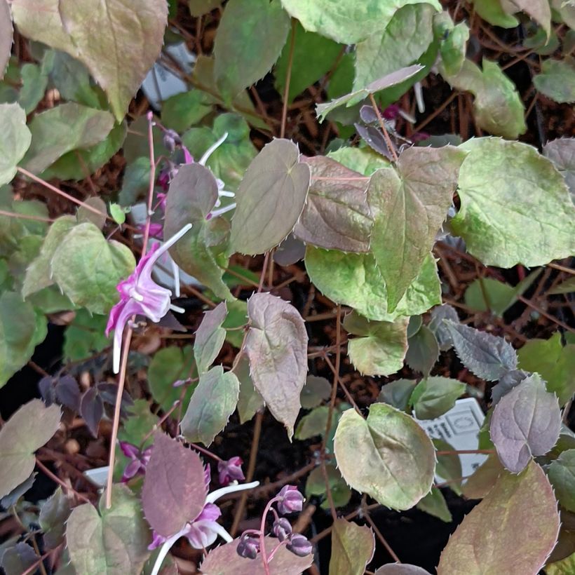 Epimedium grandiflorum Purple Pixie (Follaje)