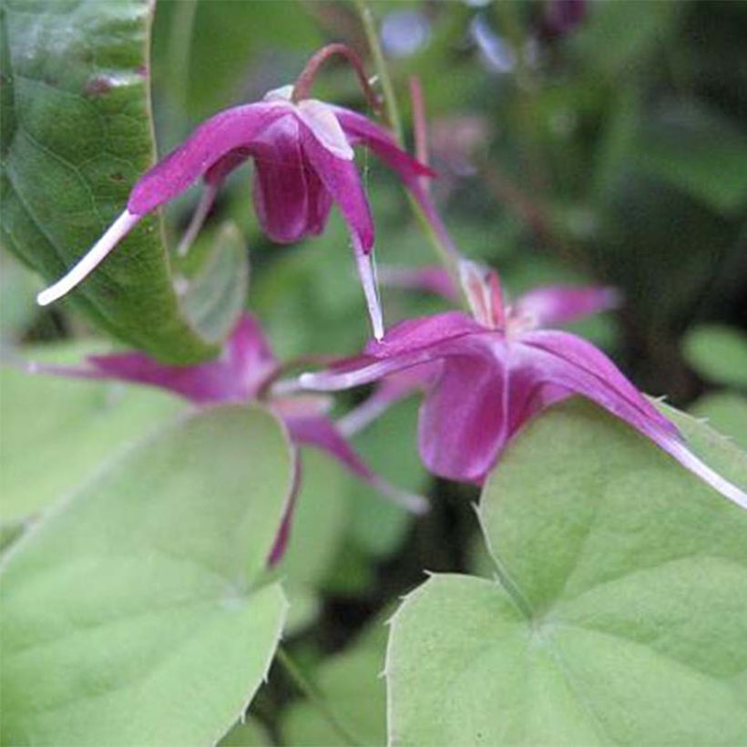 Epimedium grandiflorum Shiho (Floración)