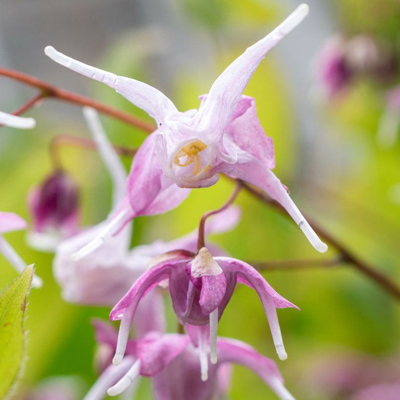 Epimedium grandiflorum Pretty in Pink (Floración)