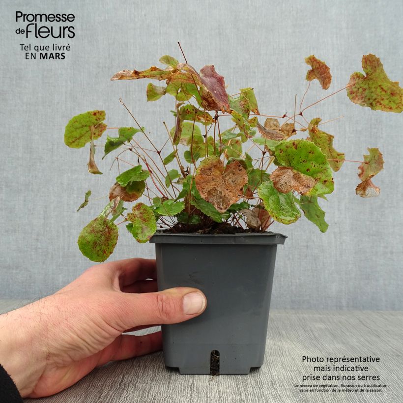 Epimedium hybride Sunny and Share - Fleur des Elfes Pot de 1L/1,5L Ejemplar entregado en invierno