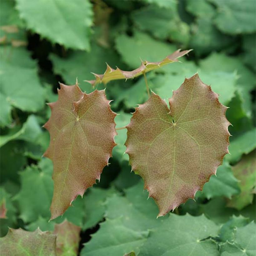 Epimedium pauciflorum (Follaje)