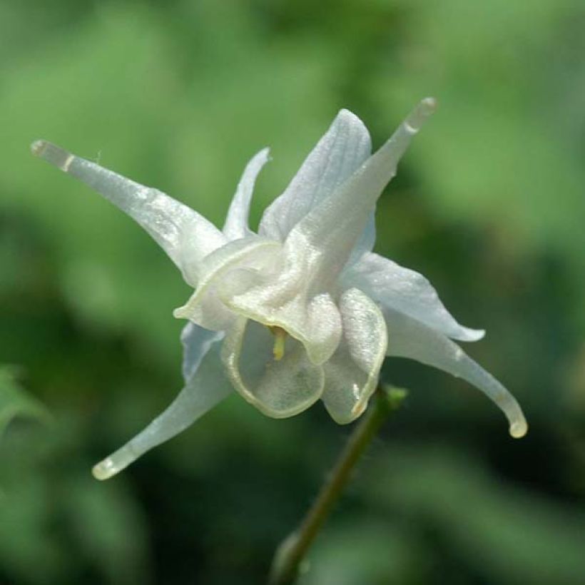 Epimedium pauciflorum (Floración)