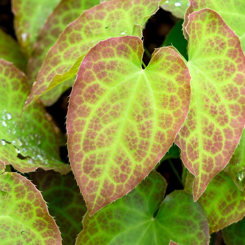 Epimedium perralchicum Fröhnleiten (Follaje)