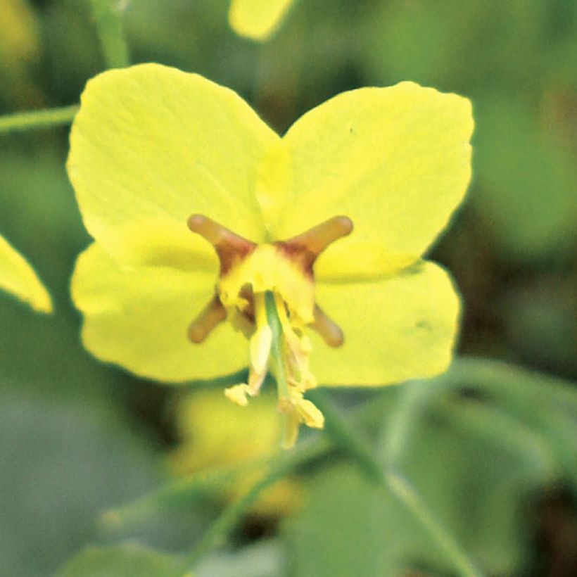 Epimedium perralchicum Fröhnleiten (Floración)