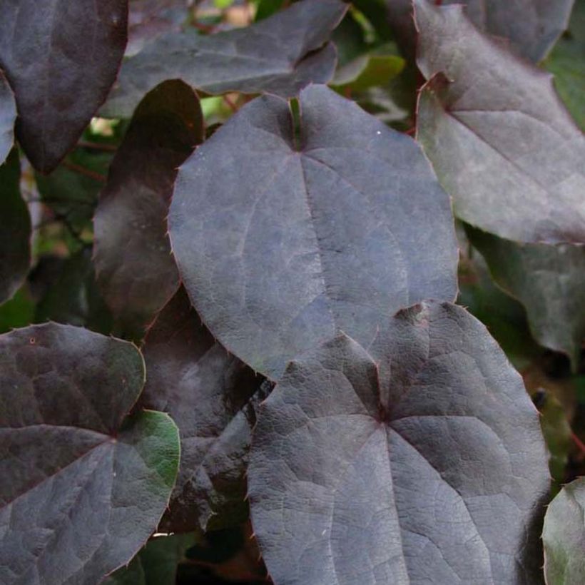 Epimedium pinnatum subsp. colchicum Black Sea (Follaje)