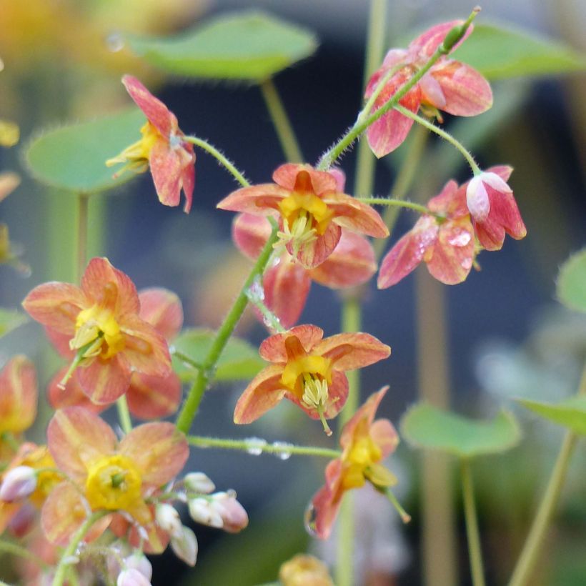 Epimedium pubigerum Orangekönigin (Floración)