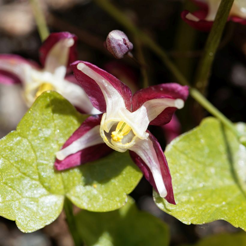 Epimedium rubrum (Floración)