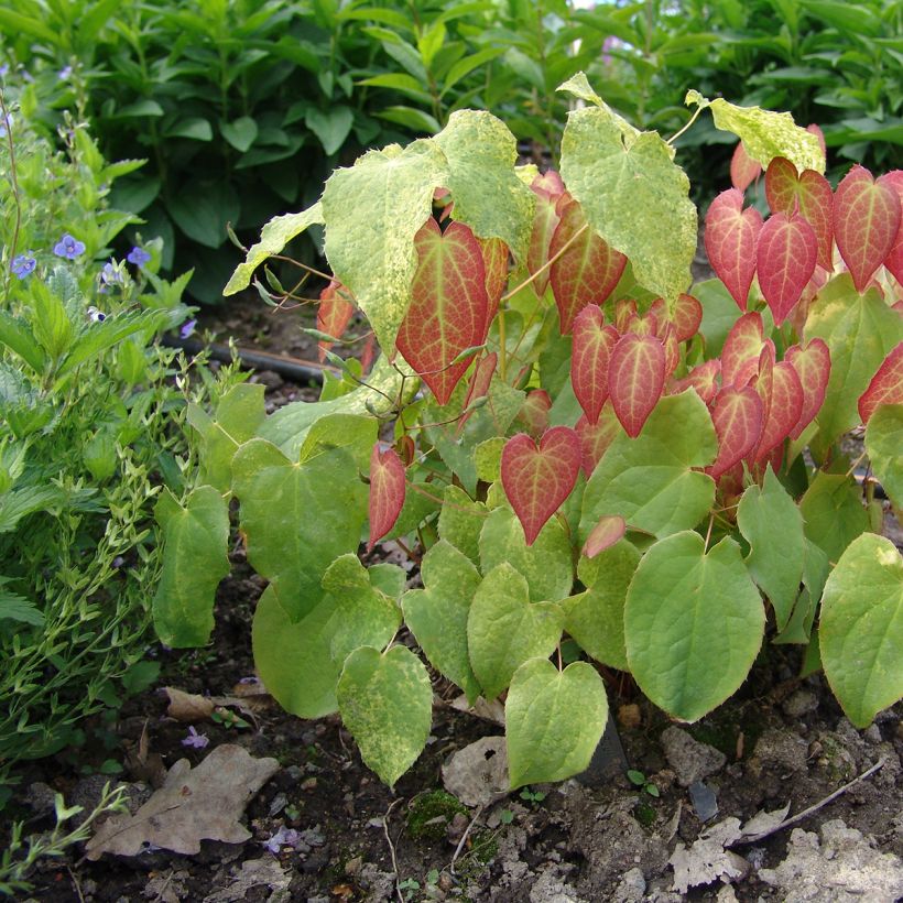 Epimedium rubrum (Porte)