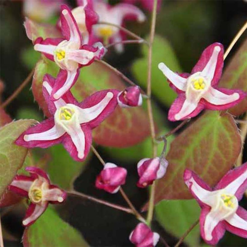 Epimedium rubrum Galadriel (Floración)