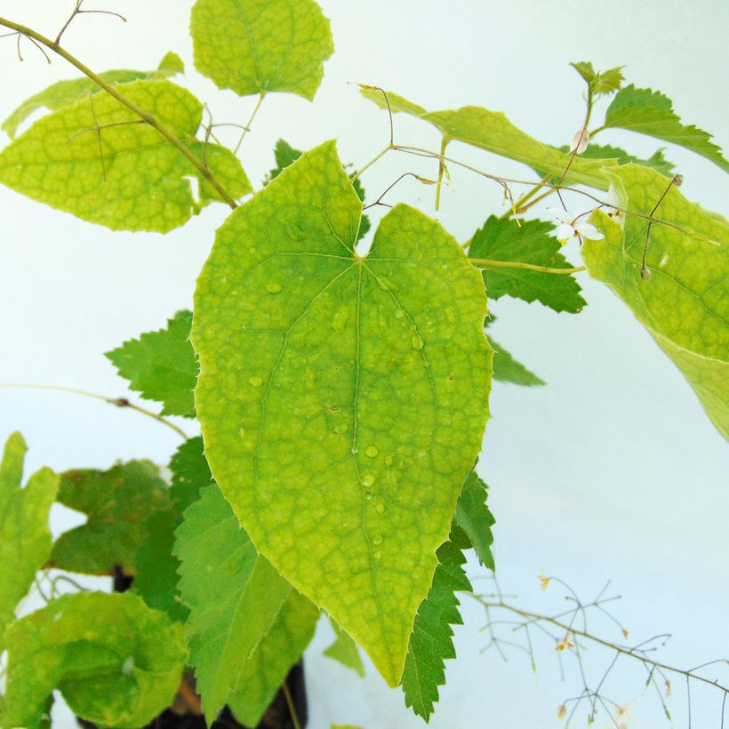 Epimedium stellulatum Wudang Star (Follaje)