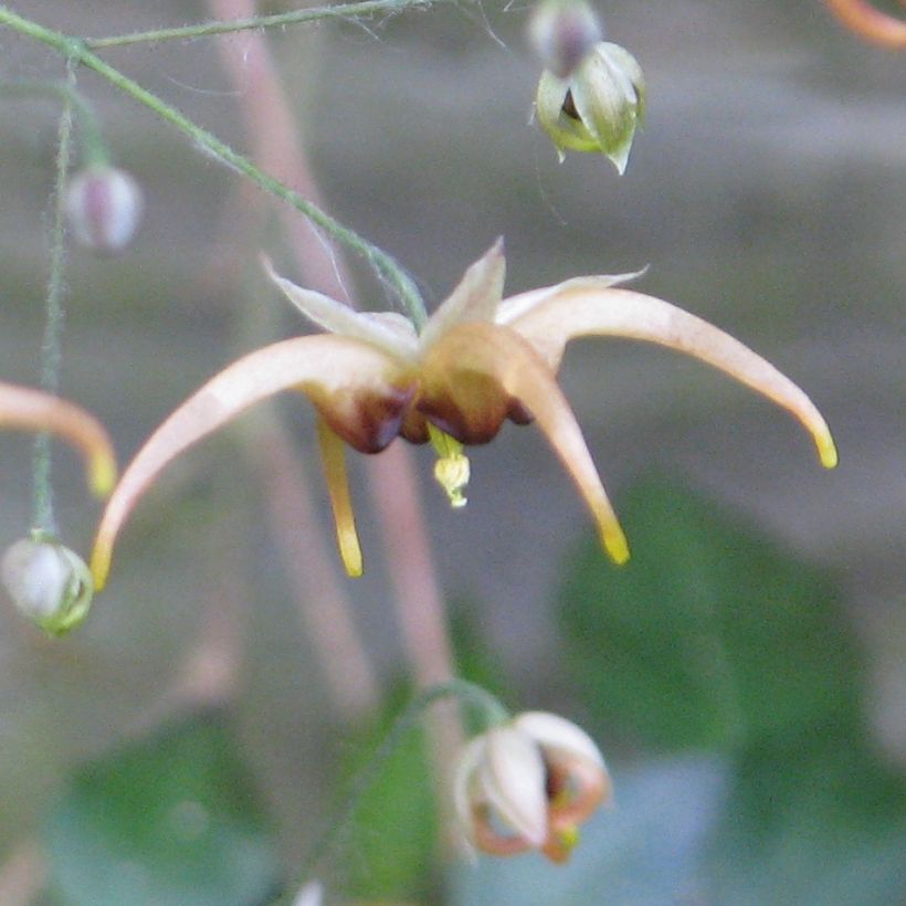 Epimedium wushanense (Floración)