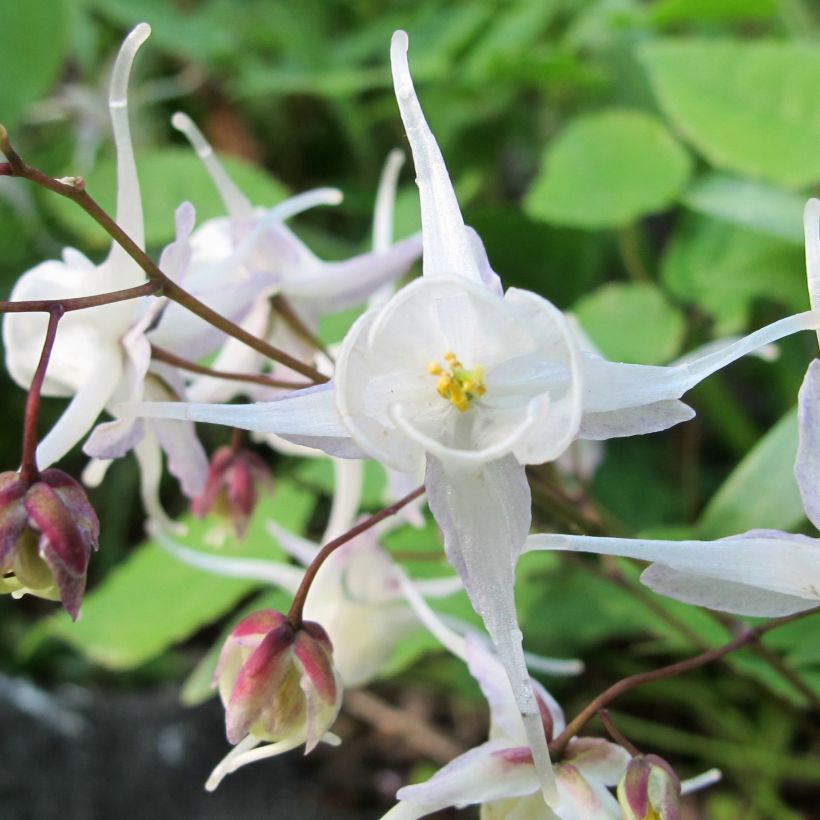 Epimedium youngianum Niveum (Floración)