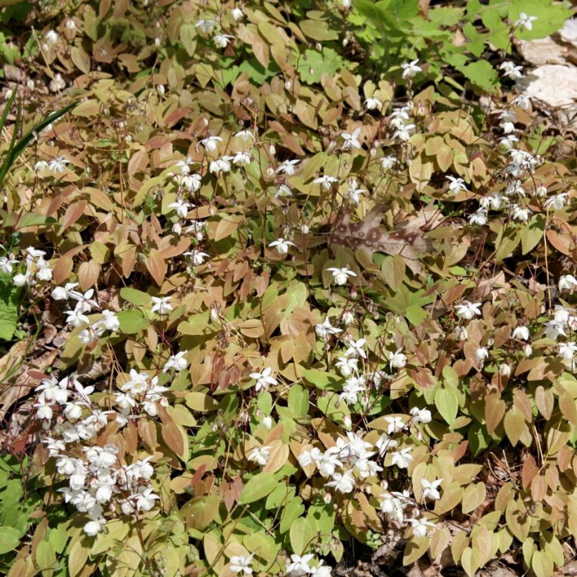 Epimedium youngianum Niveum (Porte)