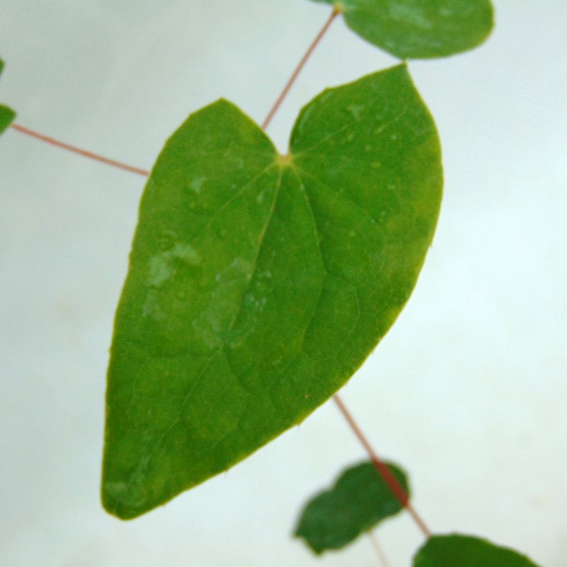 Epimedium youngianum Niveum (Follaje)