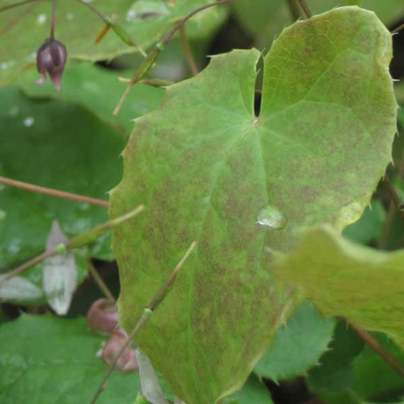 Epimedium Pink Elf (Follaje)