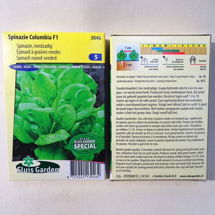 Ejemplo de ejemplar de Epinard Columbia F1 - Spinachia oleracea Graines tal y como se entrega