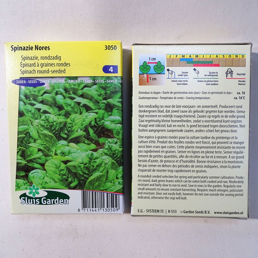 Ejemplo de ejemplar de Epinard Nores - Spinachia oleracea Graines tal y como se entrega