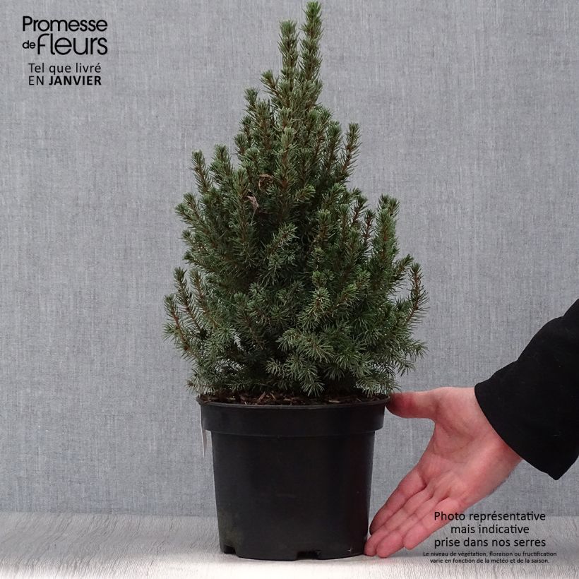 Epinette blanche - Picea glauca Conica Blue                         Pot de 3L/4L Ejemplar entregado en invierno