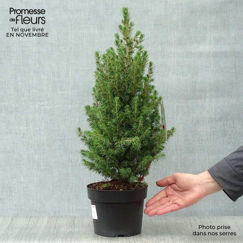 Ejemplar de Epinette blanche - Picea glauca Conica en pot de 2/3L entregado en otoño