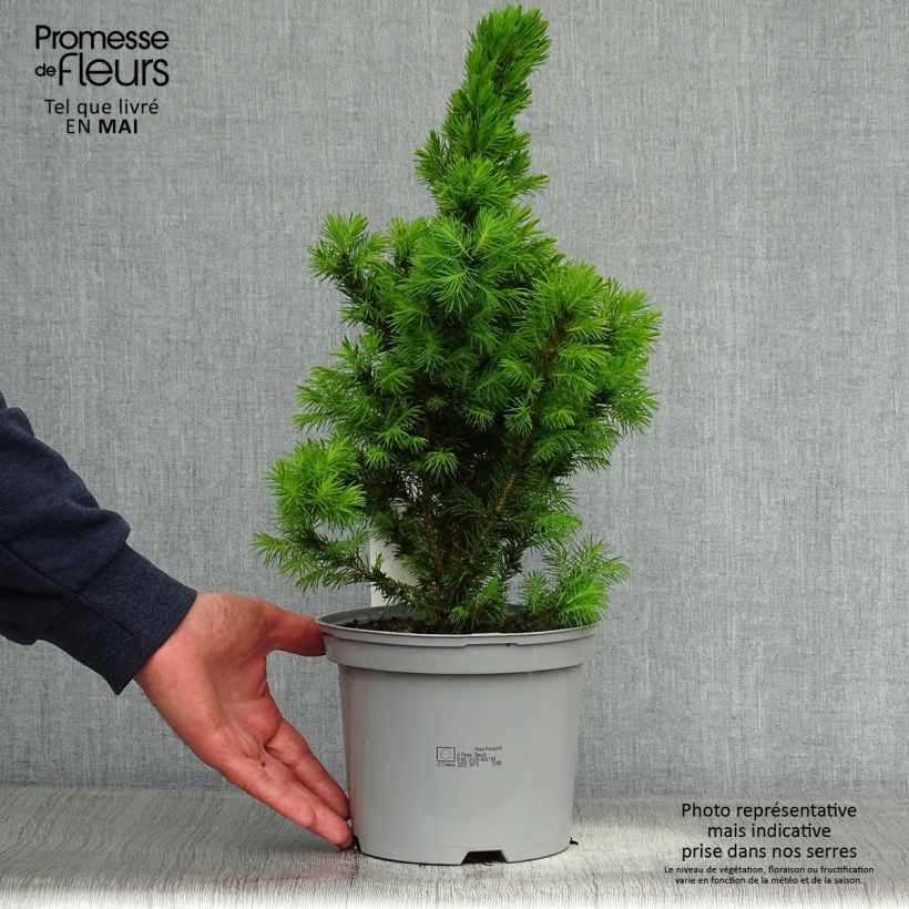 Picea glauca Conica - Pícea blanca Maceta 2L/3LAltura de entrega aprox. 25/30cm Ejemplar entregado en la primavera