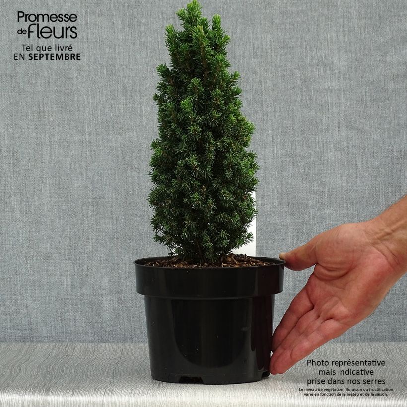 Ejemplar de Epinette blanche - Picea glauca Piccolo Pot de 2L/3L entregado en otoño