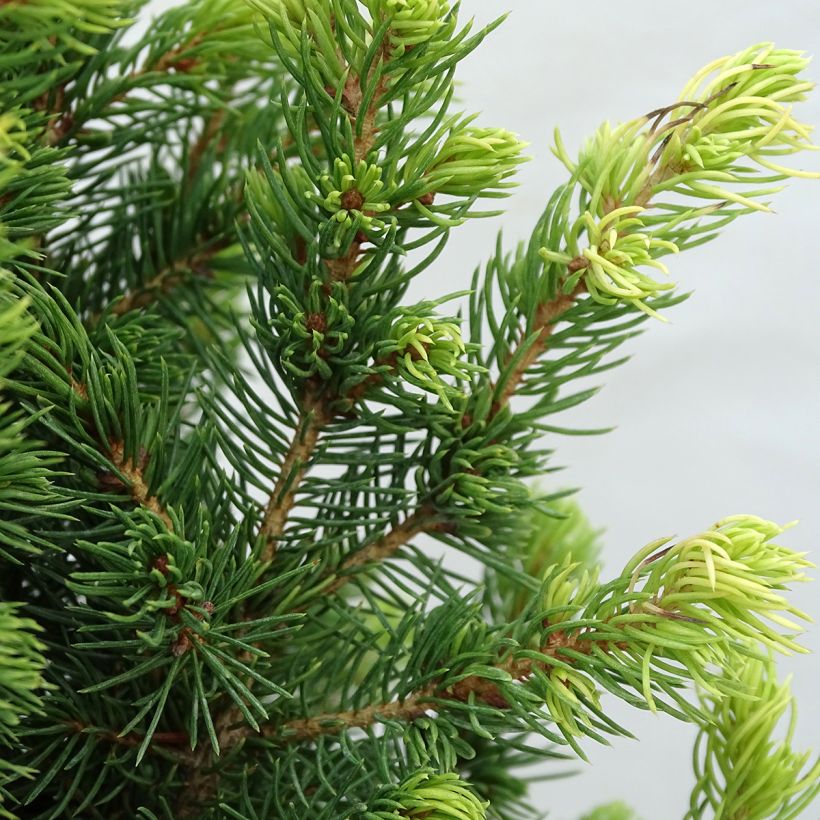 Picea glauca Rainbow's End - Pícea blanca (Follaje)