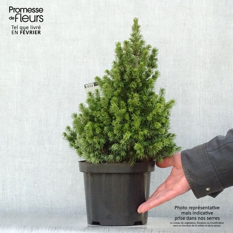 Epinette blanche - Picea glauca Rainbow's End          Pot de 2L/3L Ejemplar entregado en invierno