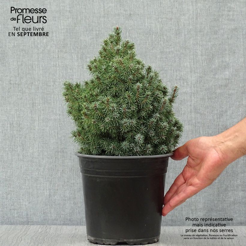 Ejemplar de Epinette blanche - Picea glauca Sander's Blue                       Pot de 4L/5L entregado en otoño