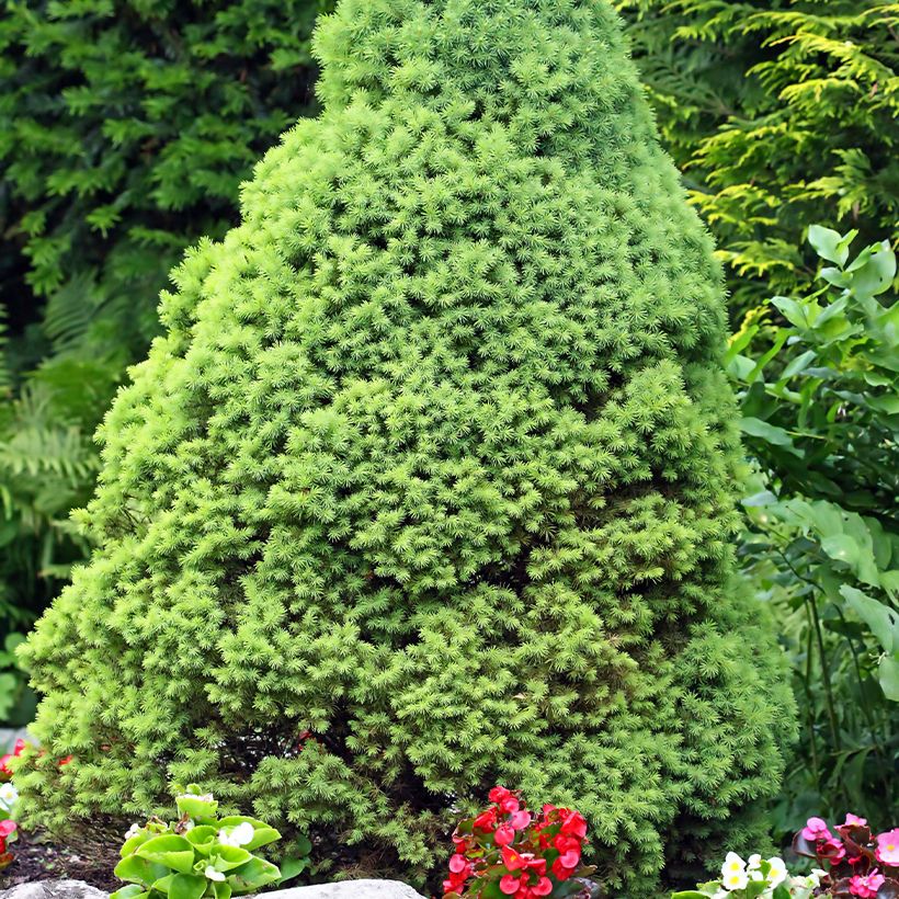 Picea glauca Zuckerhut - Pícea blanca (Porte)