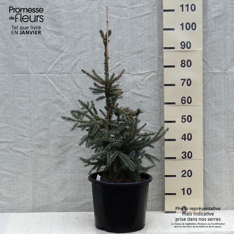 Epinette noire - Picea mariana Aurea  Pot de 12L/15L Ejemplar entregado en invierno