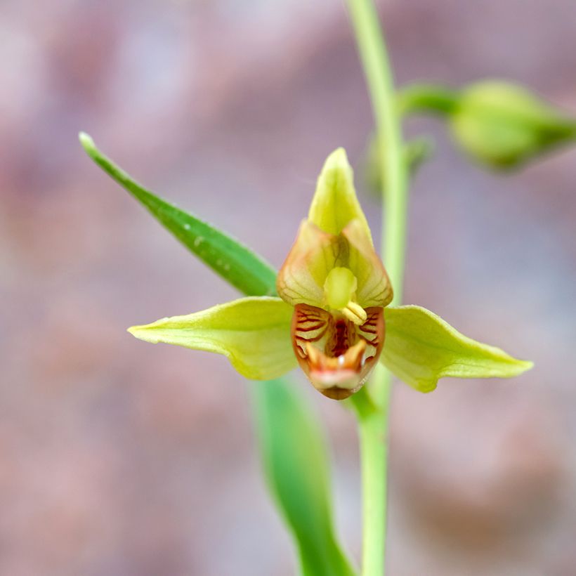 Epipactis gigantea - Epipactis gigante (Floración)