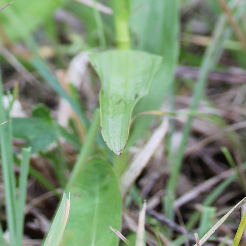 Epipactis palustris - Epipactis de pantano (Follaje)