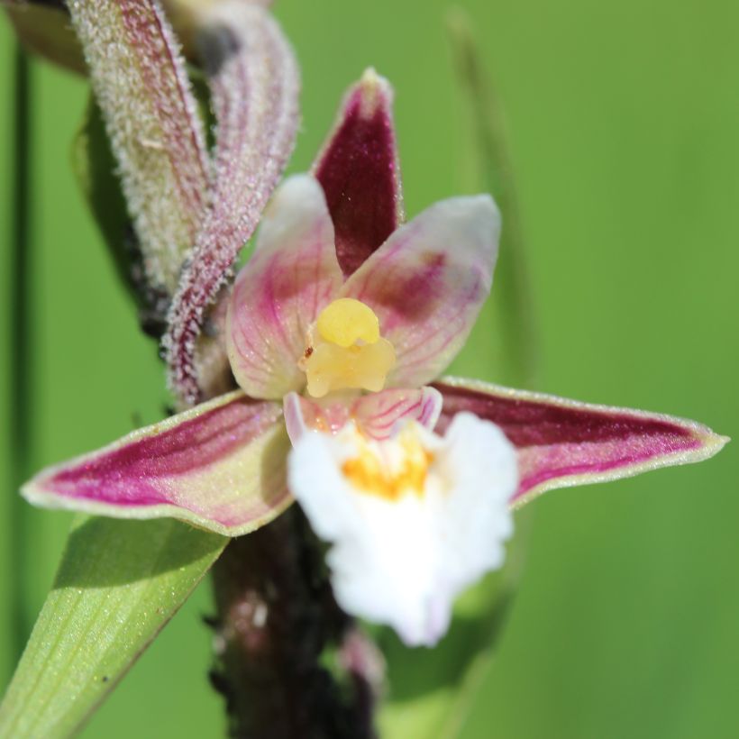 Epipactis palustris - Epipactis de pantano (Floración)