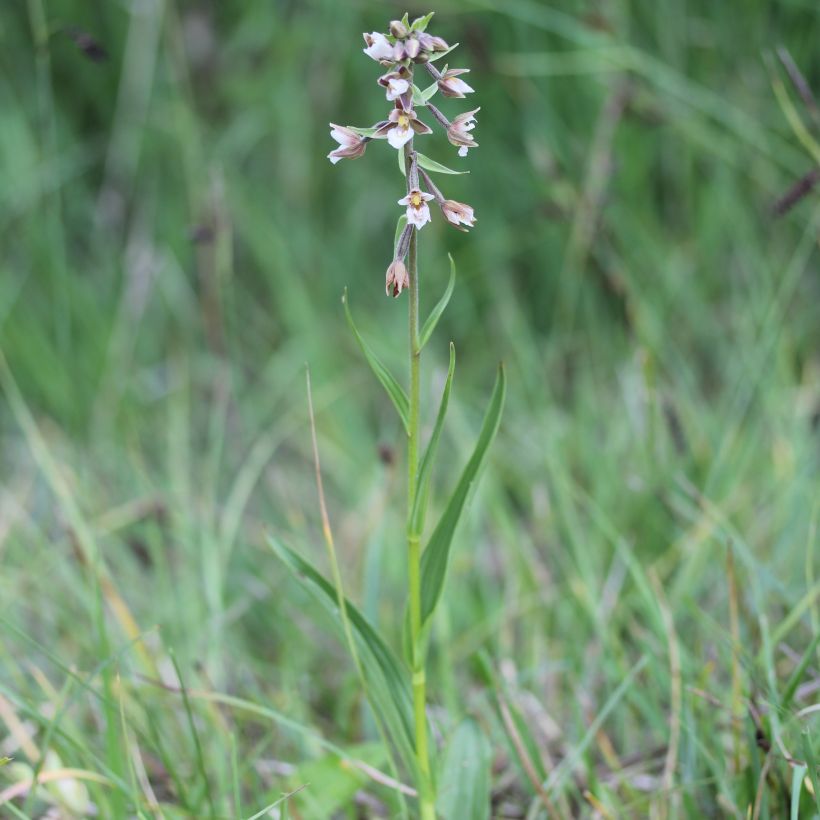 Epipactis palustris - Epipactis de pantano (Porte)