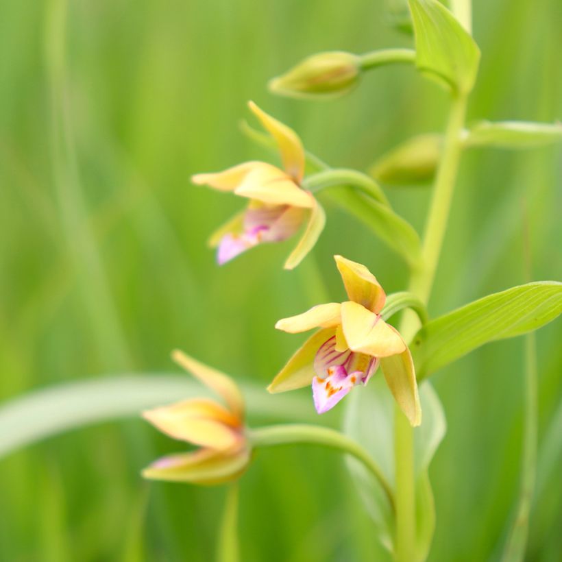 Epipactis thunbergii Yellow - Orquídea (Floración)