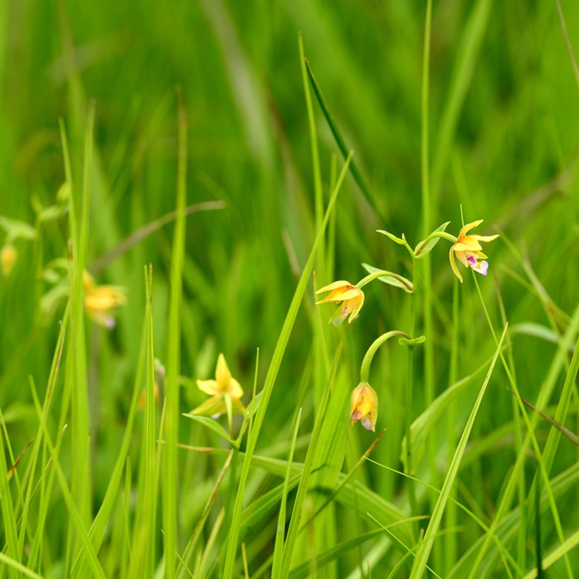 Epipactis thunbergii Yellow - Orquídea (Porte)