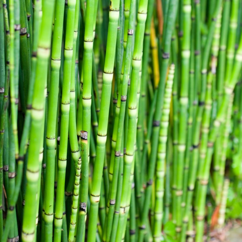 Equisetum camtschatcense - Cola de caballo de Kamchatka (Follaje)