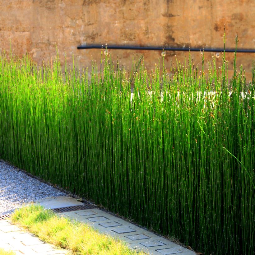 Equisetum camtschatcense - Cola de caballo de Kamchatka (Porte)