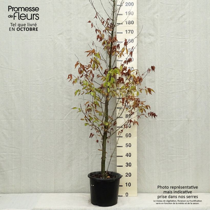 Ejemplar de Erable à feuilles de charme - Acer carpinifolium Pot de 12L/15L entregado en otoño