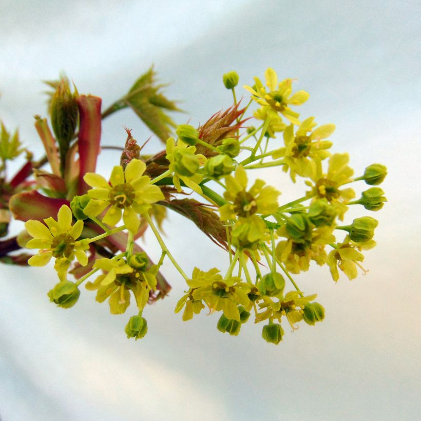 Arce real Globosum - Acer platanoides (Floración)