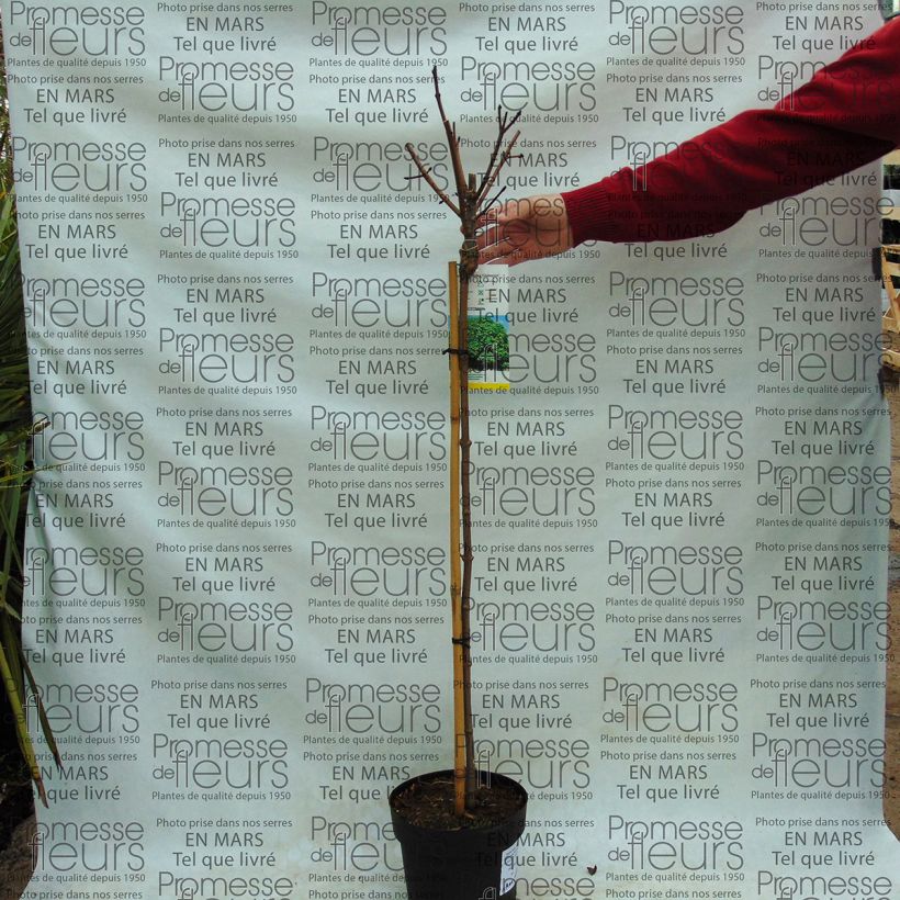 Ejemplo de ejemplar de Erable boule - Acer platanoides Globosum en pot de 3/4L tal y como se entrega