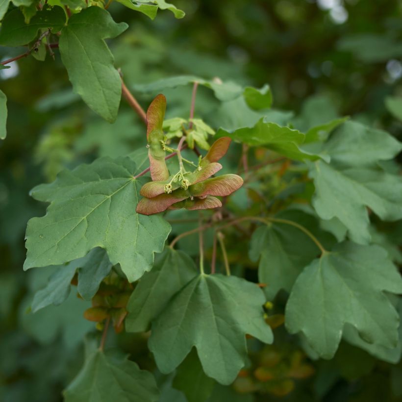 Arce común - Acer campestre (Follaje)