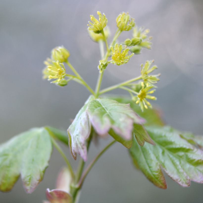 Arce común - Acer campestre (Floración)