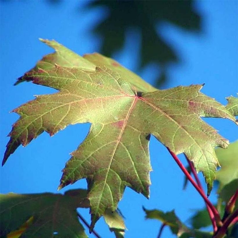 Acer freemanii Autumn Blaze (Follaje)