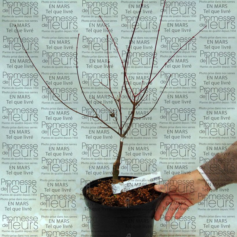 Ejemplo de ejemplar de Erable du Japon - Acer palmatum Asahi Zuru en pot de 4/5L tal y como se entrega