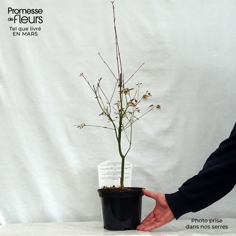 Erable du Japon - Acer palmatum Asahi Zuru en pot de 2/3L Ejemplar entregado en la primavera